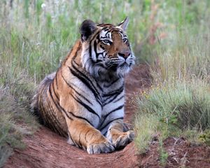 Preview wallpaper tiger, pose, predator, big cat, wildlife