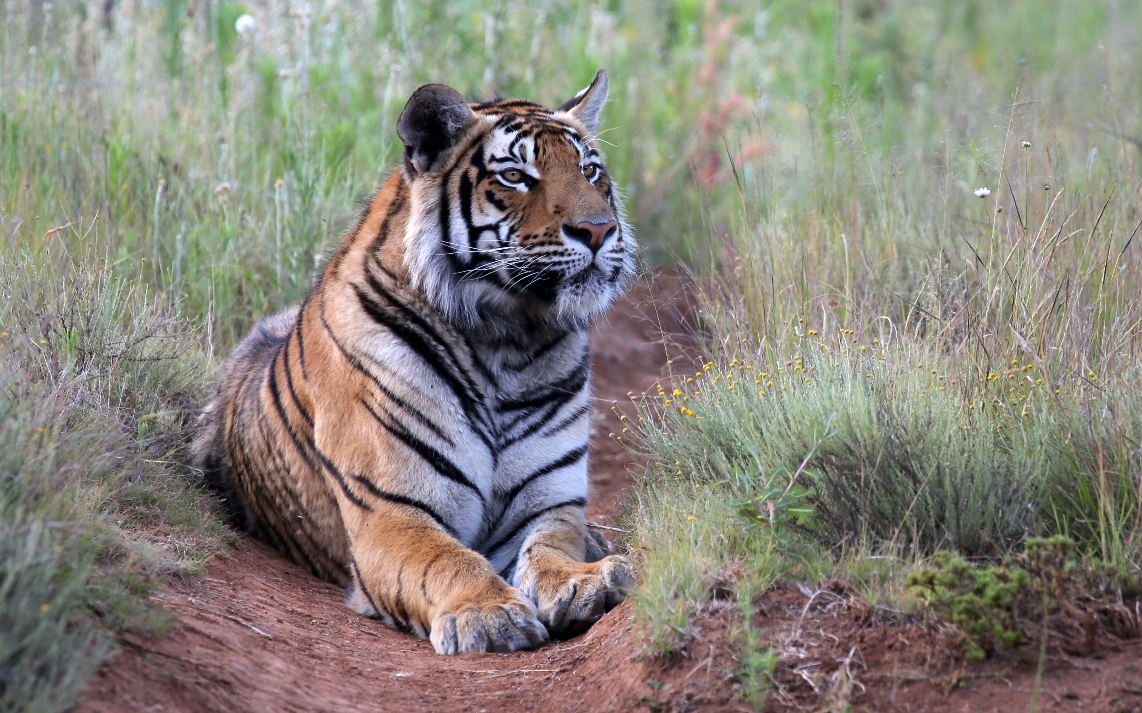 Download wallpaper 3840x2400 tiger, pose, predator, big cat, wildlife ...