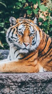 Preview wallpaper tiger, pose, predator, big cat, wildlife, stone