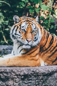 Preview wallpaper tiger, pose, predator, big cat, wildlife, stone