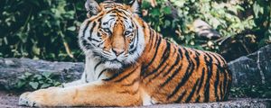 Preview wallpaper tiger, pose, predator, big cat, wildlife, stone