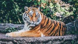 Preview wallpaper tiger, pose, predator, big cat, wildlife, stone