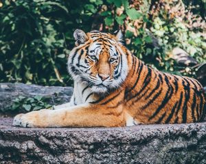 Preview wallpaper tiger, pose, predator, big cat, wildlife, stone