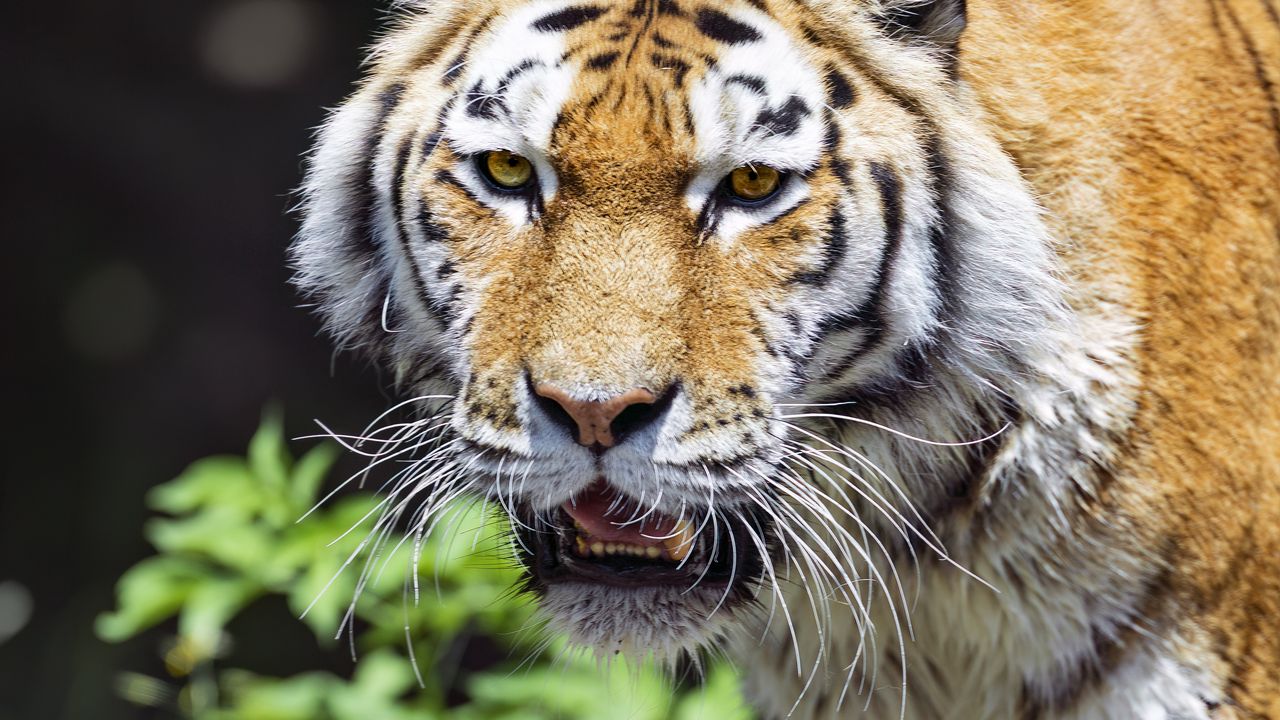 Wallpaper tiger, predator, animal, blur, head, big cat