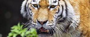 Preview wallpaper tiger, predator, animal, blur, head, big cat