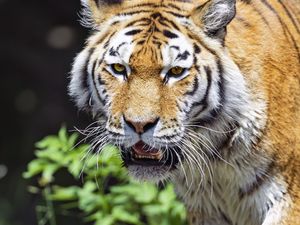 Preview wallpaper tiger, predator, animal, blur, head, big cat