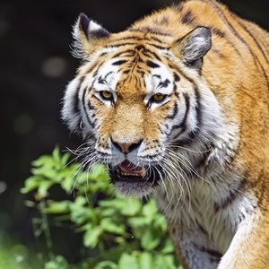 Preview wallpaper tiger, predator, animal, blur, head, big cat