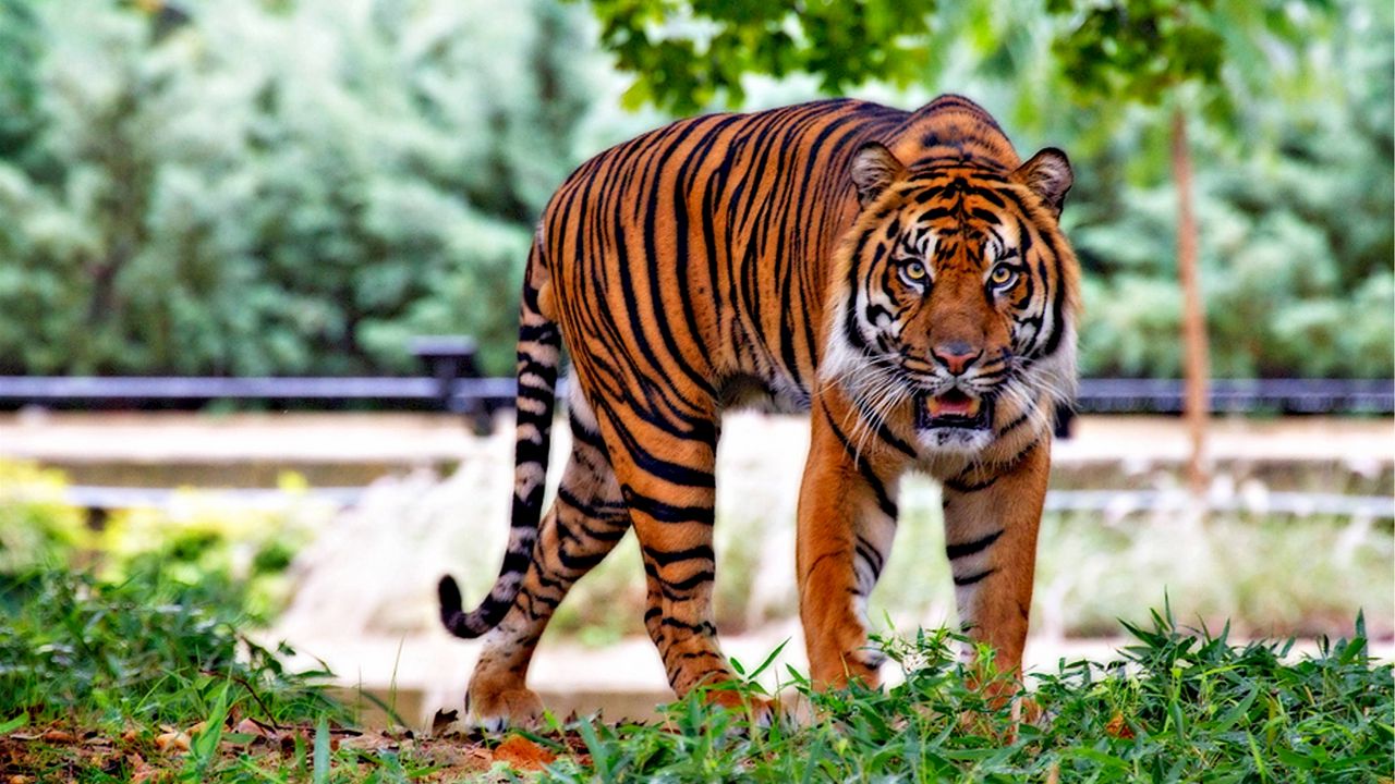 Wallpaper tiger, predator, animal, grass