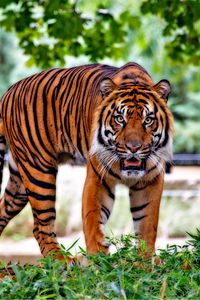 Preview wallpaper tiger, predator, animal, grass