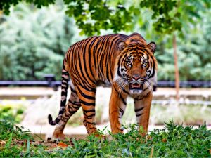 Preview wallpaper tiger, predator, animal, grass