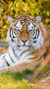 Preview wallpaper tiger, predator, animal, stripes