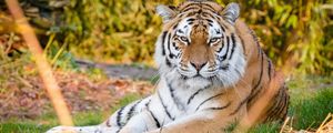 Preview wallpaper tiger, predator, animal, stripes