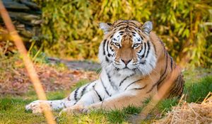 Preview wallpaper tiger, predator, animal, stripes