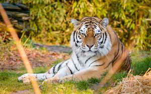 Preview wallpaper tiger, predator, animal, stripes
