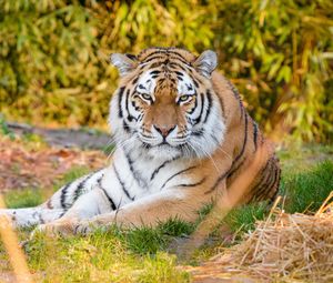 Preview wallpaper tiger, predator, animal, stripes