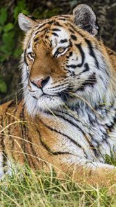 Preview wallpaper tiger, predator, animal, grass, fur