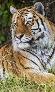 Preview wallpaper tiger, predator, animal, grass, fur