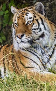Preview wallpaper tiger, predator, animal, grass, fur