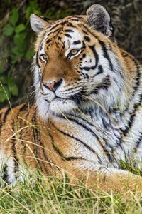 Preview wallpaper tiger, predator, animal, grass, fur