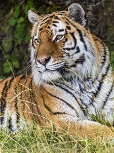 Preview wallpaper tiger, predator, animal, grass, fur
