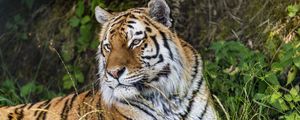 Preview wallpaper tiger, predator, animal, grass, fur