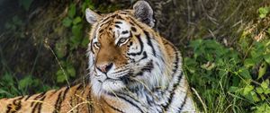 Preview wallpaper tiger, predator, animal, grass, fur