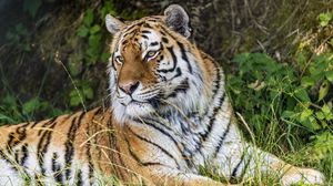 Preview wallpaper tiger, predator, animal, grass, fur