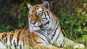 Preview wallpaper tiger, predator, animal, grass, fur