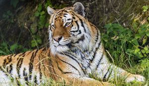 Preview wallpaper tiger, predator, animal, grass, fur