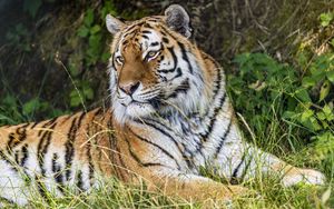 Preview wallpaper tiger, predator, animal, grass, fur