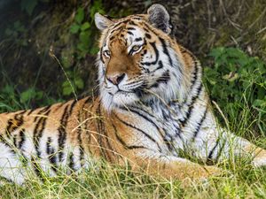 Preview wallpaper tiger, predator, animal, grass, fur