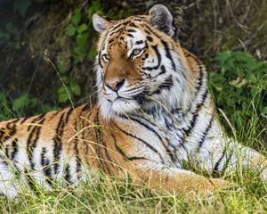 Preview wallpaper tiger, predator, animal, grass, fur