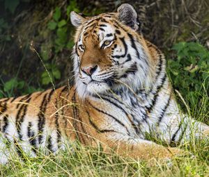 Preview wallpaper tiger, predator, animal, grass, fur