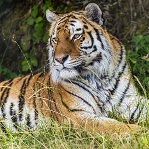 Preview wallpaper tiger, predator, animal, grass, fur