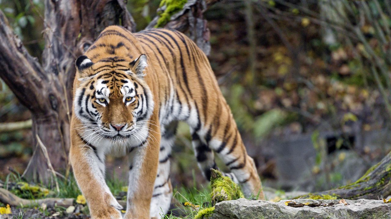 Wallpaper tiger, predator, animal, glance