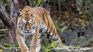 Preview wallpaper tiger, predator, animal, glance