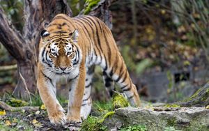 Preview wallpaper tiger, predator, animal, glance