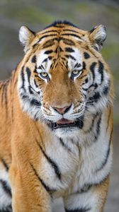 Preview wallpaper tiger, predator, animal, glance, big cat