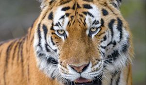 Preview wallpaper tiger, predator, animal, glance, big cat