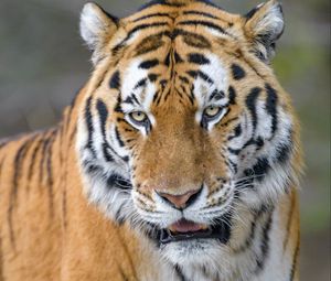 Preview wallpaper tiger, predator, animal, glance, big cat