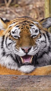 Preview wallpaper tiger, predator, animal, fangs, big cat