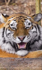 Preview wallpaper tiger, predator, animal, fangs, big cat