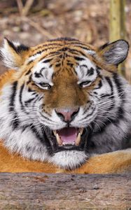 Preview wallpaper tiger, predator, animal, fangs, big cat