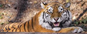 Preview wallpaper tiger, predator, animal, fangs, big cat