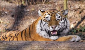 Preview wallpaper tiger, predator, animal, fangs, big cat