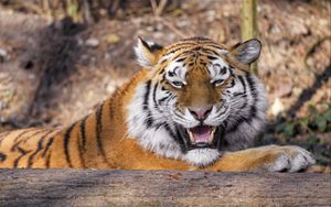 Preview wallpaper tiger, predator, animal, fangs, big cat