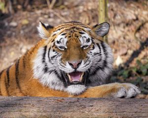 Preview wallpaper tiger, predator, animal, fangs, big cat