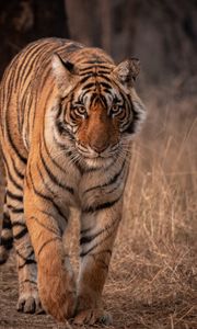 Preview wallpaper tiger, predator, animal, glance, big cat, wildlife