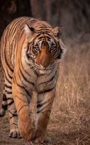 Preview wallpaper tiger, predator, animal, glance, big cat, wildlife