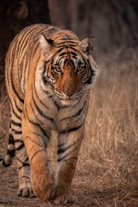 Preview wallpaper tiger, predator, animal, glance, big cat, wildlife